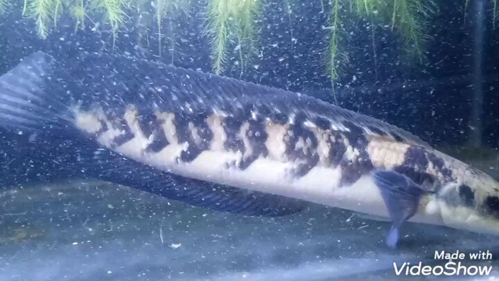 belajar progres ikan buluk.maaf bukan ikan bagus.tapi ku suka