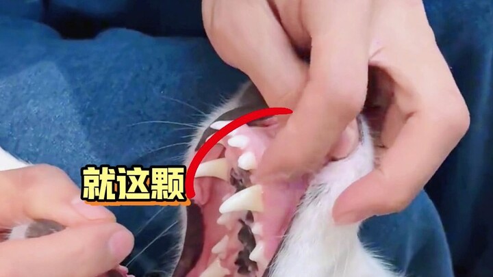 Interlocking Canines