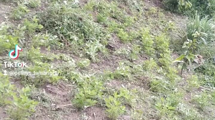Anak kebun