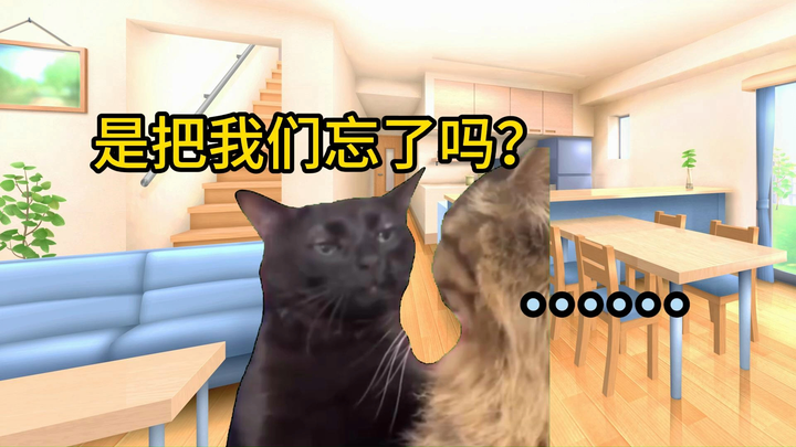 [Cat Meme] My mom sometimes forgets she has a kid...