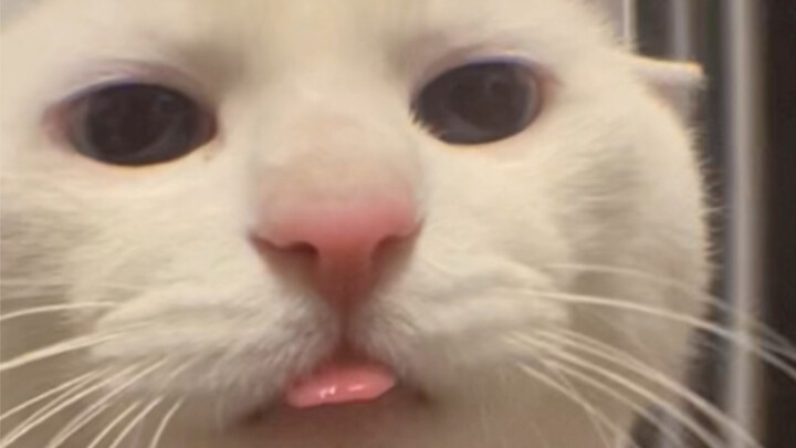 Today is a cute kitty eating cookies.