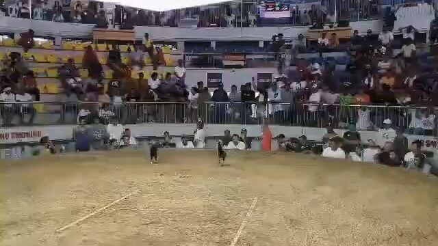 4th fight JR3 win  @GDM  7STAGDERBY