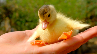 Cutest Duckling - การรวบรวมวิดีโอเป็ดตลก 2017