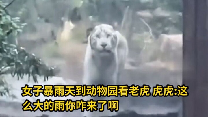 Woman visits the zoo to see the tigers on a rainy day; the tiger: “In weather this bad, what are you
