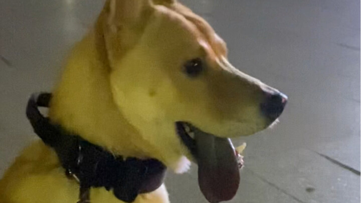 Can’t understand Mandarin but can remember every good doggy’s name