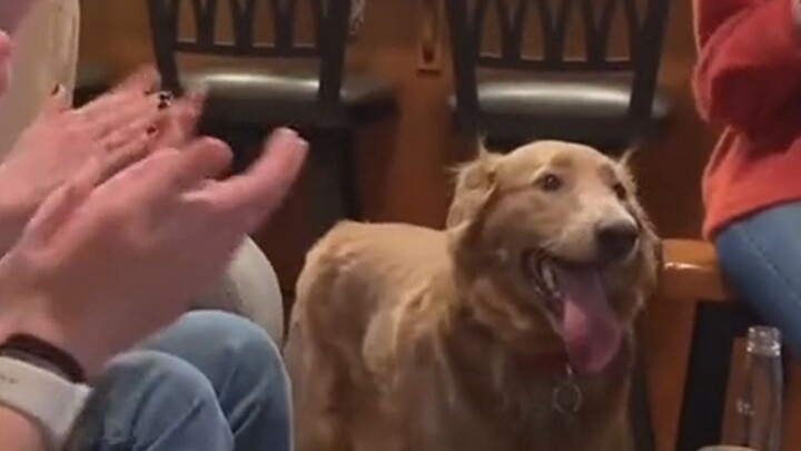 Semua orang terus-menerus bertepuk tangan dan bersorak untuk anjing-anjing itu, lihatlah bagaimana r