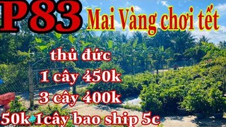 Mai vàng chơi tết p83 | 0352989243 Hậu | Giảo thu đức hàng chơi tết 400k bao ship || mai gióng 50k