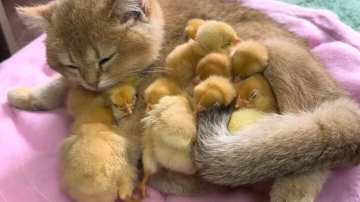 เจ้าเหมียวค่อยๆ ตระหนักแล้วว่าตัวเองเป็นลูกไก่ลูกเป็ด