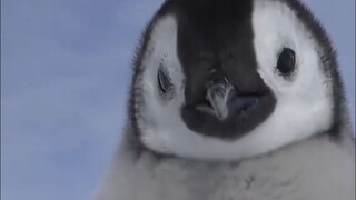 Ternyata penguin salah mengira manusia sebagai jenisnya sendiri.