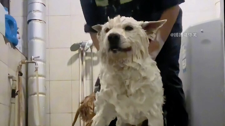 Those Deserving-Of-A-Beating Dogs