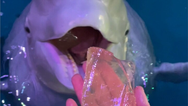 Paus putih nggak perlu mengunyah saat makan, lho!