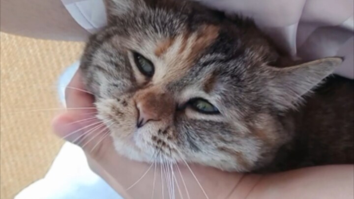 那天，我和我的猫聊了很久