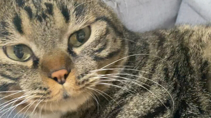 ตอนที่ฉันจับตรงนั้นของน้องแมว มันดูผิดปกติไปเลย