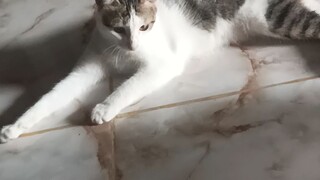 ini dia si macan part 2😁😁"Kucing penggemar kantong plastik"