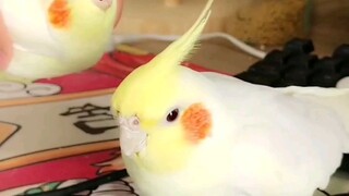 Saya mendengar bahwa reaksi burung beo terhadap lawannya mencerminkan sikapnya terhadap pemiliknya.