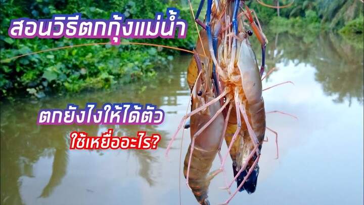 ตกกุ้งแม่น้ำ สอนวิธีตกกุ้งแม่น้ำ ใช้เหยื่ออะไร?