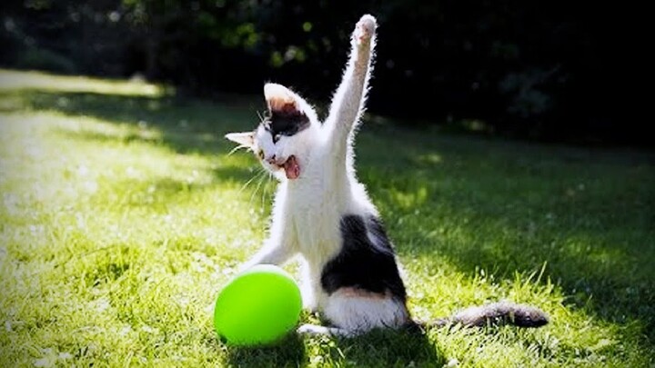 Cats VS Balloons 😂🎈 Funny Cats Playing With Balloons