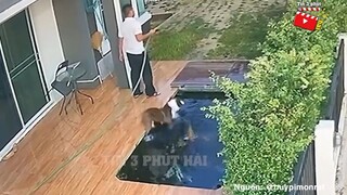 Tin 3 Phút Hài _ Tổng hợp tình huống 'HÀI ĐỘNG VẬT' không cười không lấy tiền P3