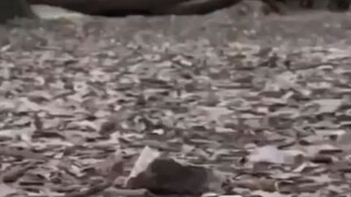 bro
