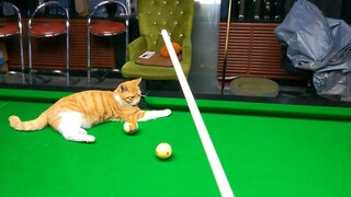 哈哈哈橘子拼手速呢