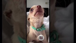 Best videos of crazy cats and dogs #888XXcute