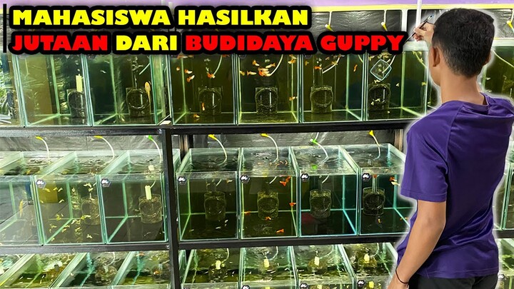 ANAK KULIAH YANG HASILKAN OMSET JUTAAN DARI BUDIDAYA IKAN GUPPY !!!