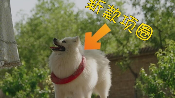 Có thịt thì chó cũng chịu cày.