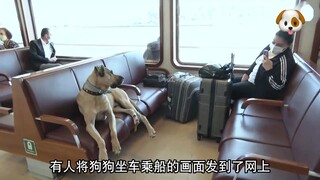 The dog took the subway, bus and ship alone to find his owner!