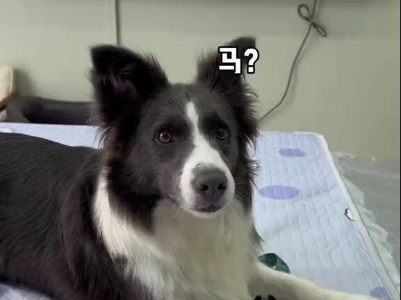 Pretend to call to trick the puppy