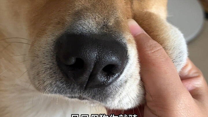 Hãy làm chó cho tử tế!