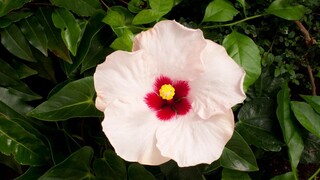 [Tập 1 - Thuyết Minh] Vương quốc thực vật - Kingdom of Plants (2012) EP01: Life in the Wet Zone