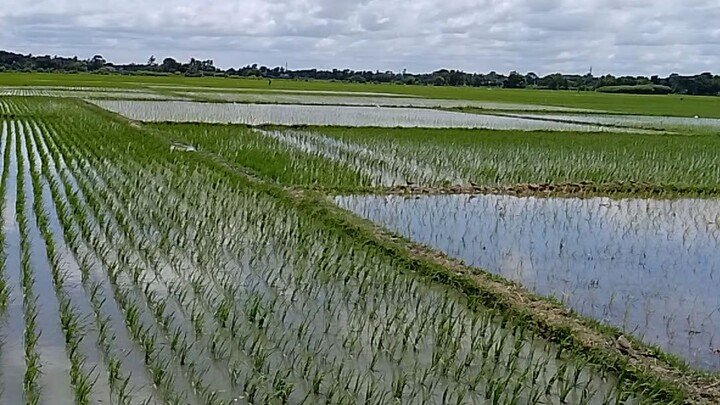 good morning my bilibili you friend