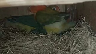 green Euwing Opaline and her siblings green split opaline if cock