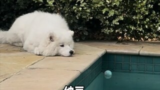 Samoyed can't