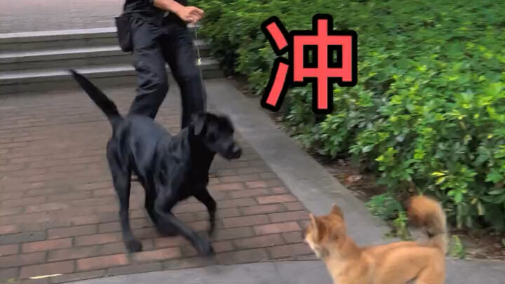 Who’s going to rein in those unleashed dogs?