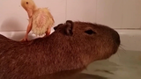 สัตว์เลี้ยง Capybara รวบรวมช็อตเด็ด 2 (เป็ด)
