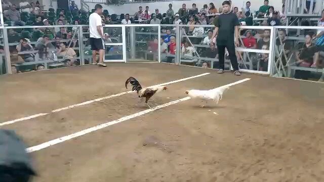 super white kelso 3x winner elorde parañaque