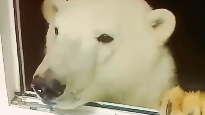 น่ารักมาก แต่ถ้ามาอยู่ต่อหน้าฉันก็ไม่ไหวแล้ว!