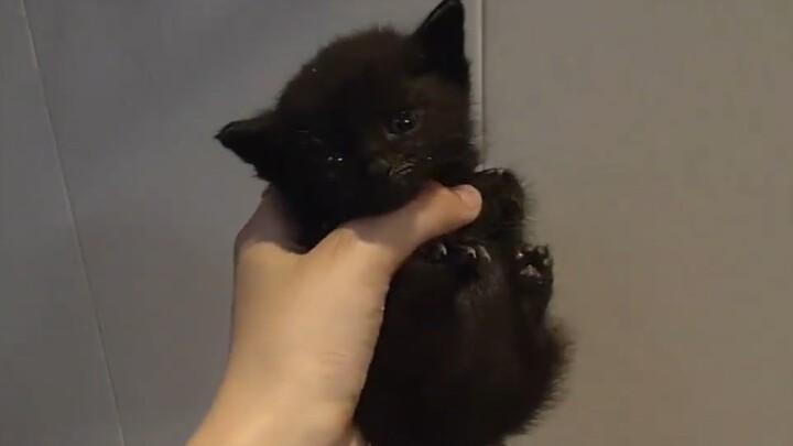 I’m totally smitten by this little black cat I bought for 20 bucks!