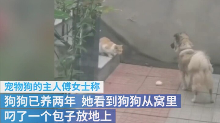 The pet dog gave the meat bun to the stray cat, fearing that the cat would not come near, so he stay