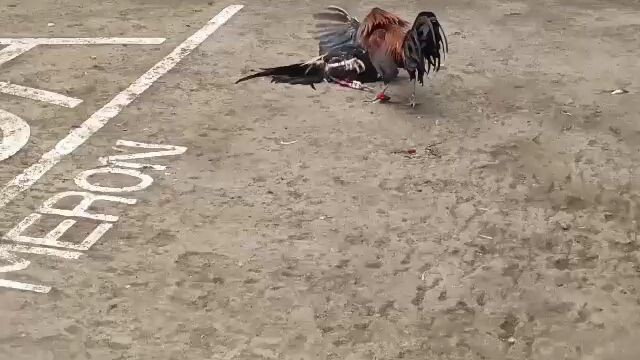 3 wins kna nagyon baby,galing mo😊