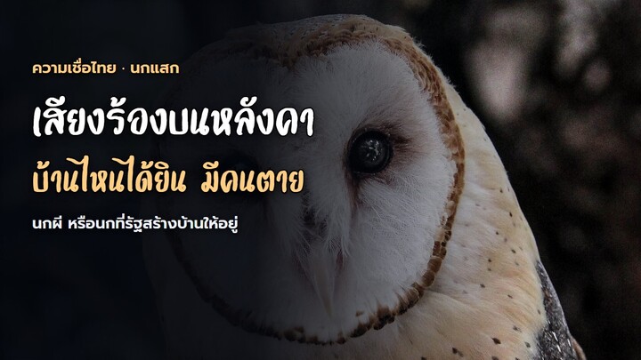 นกแสกเกาะหลังคาบ้านใคร บ้านนั้นมีคนตาย แต่รัฐกำลังสร้างบ้านให้มันอยู่ | ความเชื่