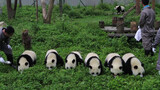 Panda di Belakang: Aku Berjiwa Bebas, Tak Terpancing Susu