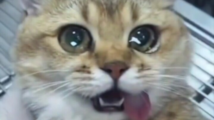 Si kucing kecil sampai nangis～～ (Hidupku nggak sia-sia!)