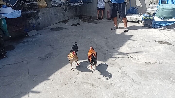 Talampakan Kanawayon Standard Bantam Vs Pula Standard