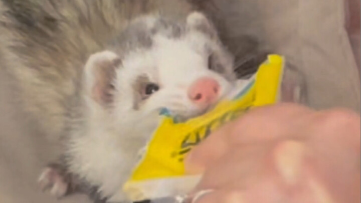 How Raising a Mink Made Me Completely Lose Face in Front of My Relatives
