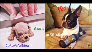 รวมคริป ตัดเค้กรูปหมาฮาๆ จนหมาอึ้ง!