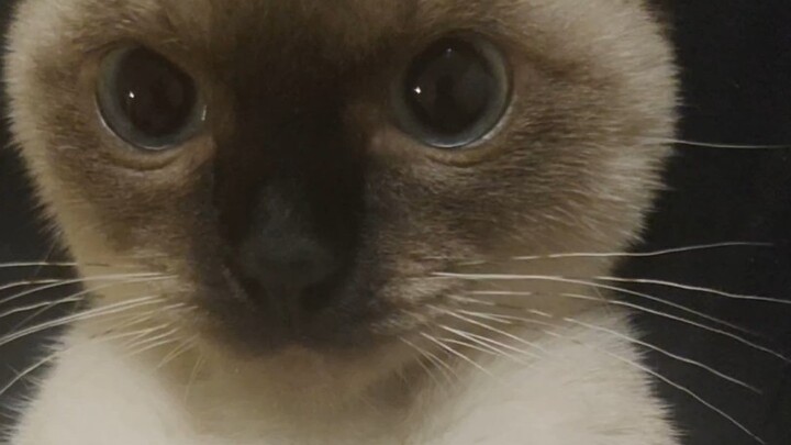 Boss, you’re messing with me again, meow!