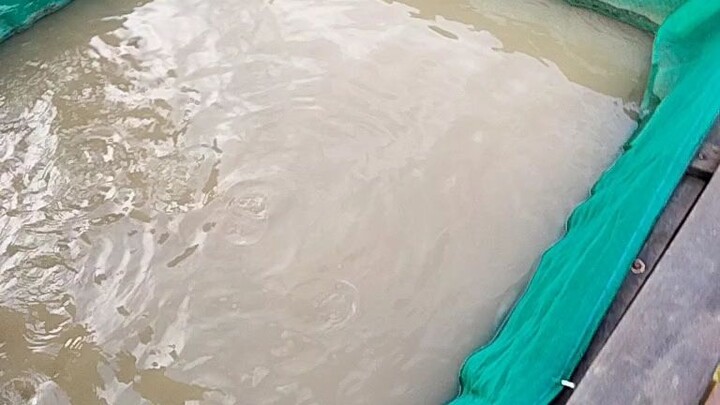 cepat besar. cepat panen. cepat berduit pun 😂😂😂