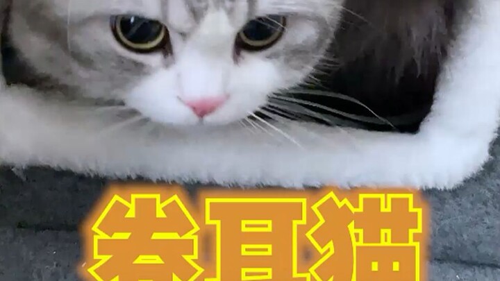เจ้าของแมวคนนี้ยืนยันหนักแน่นว่าแมวของตนไม่ใช่แมวหูพับ คุณคิดอย่างไร?